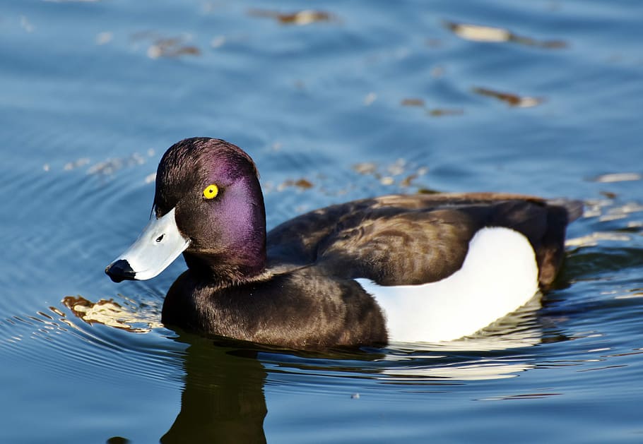 white, black, duck, water, violet duck, small mountain duck, bird, ducky, water bird, poultry
