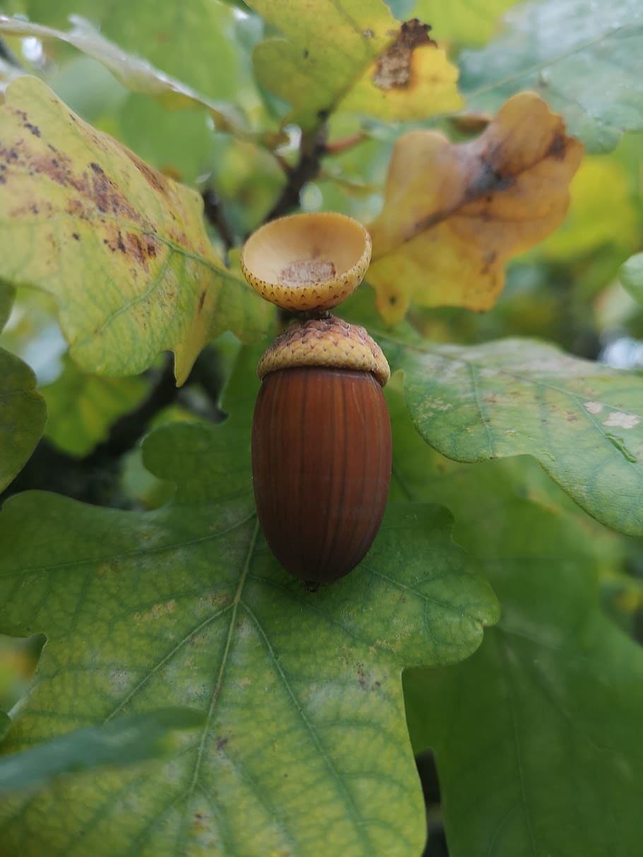 oak, acorn, brown, leaves, green, leaf, plant part, close-up, growth, focus on foreground