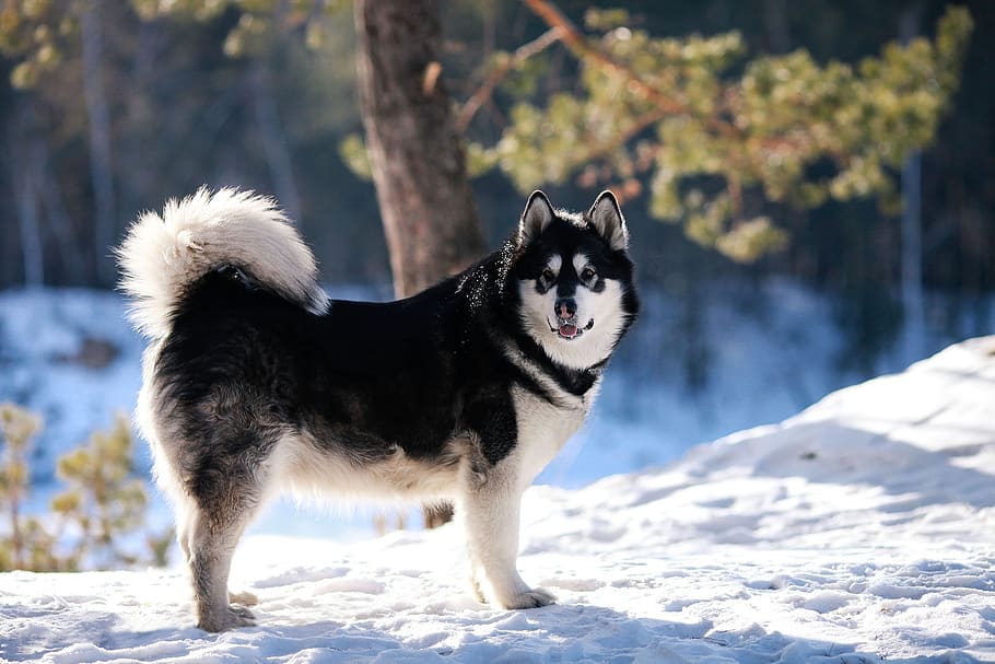 sled dog, malamute, winter, animal, one animal, pets, domestic, mammal, animal themes, domestic animals