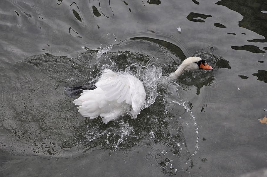 zurich, switzerland, water, swan, motion, nature, activity, bird, white, river