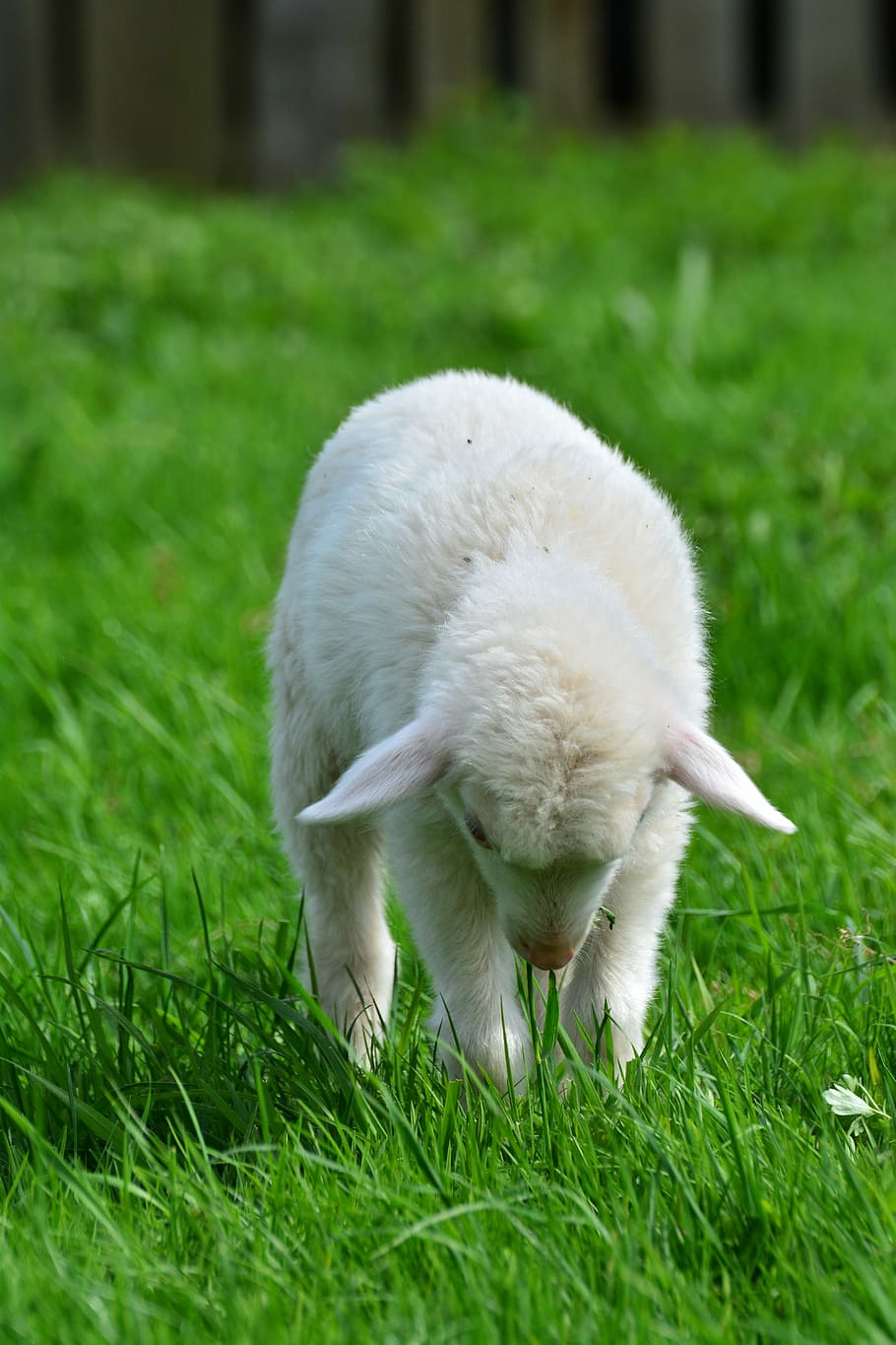 白い羊, 羊, schäfchen, 子羊, 若い動物, 動物の子供, 放牧, 草, 自然, 牧草地