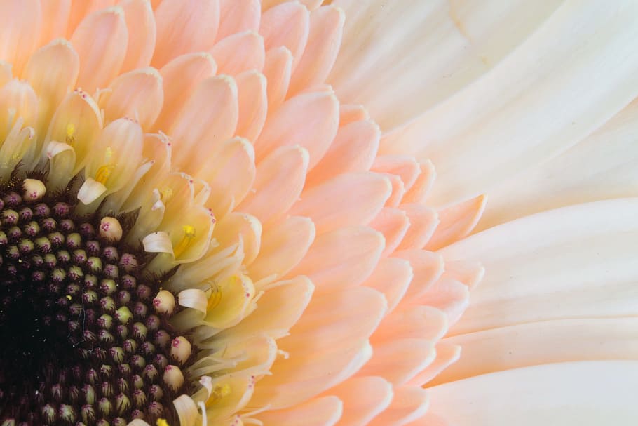 peach-colored gerbera daisy, macro photography, germini, gerbera, florist, floristry, flower binding, blossom, bloom, flower