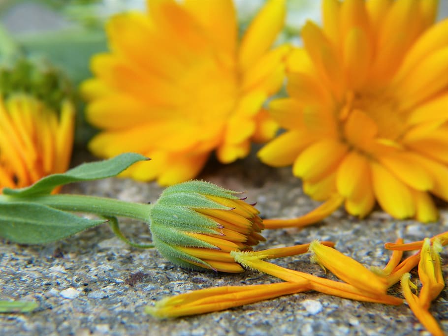selectivo, fotografía de enfoque, amarillo, flores de caléndula, brote de flor, caléndula, flor, floración, naranja, sanar