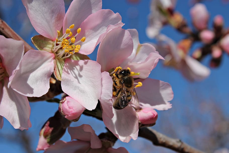 abeja, campo, miel, polen, polinización, insecto, salvaje, flor, macro, encuentro