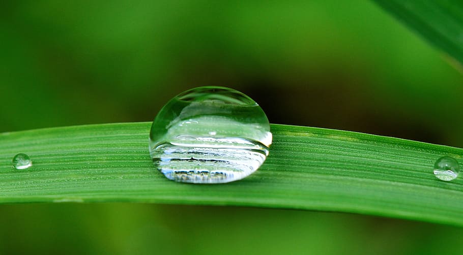 closeup, water dew, leaf, drop, water, grass, rain, nature, wet, fall
