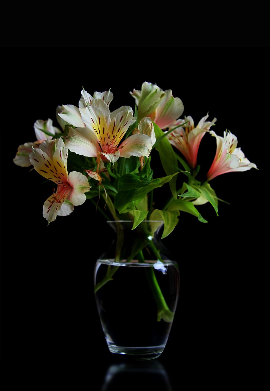 putih-dan-kuning bunga petaled, vas, bunga, bunga musim panas, tanaman, pink, tanaman hias, studio, tanaman berbunga, foto studio