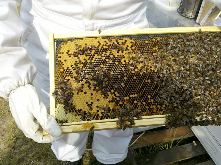 abelha, inspeções de colmeias de abelhas, apiário, apicultor, mel, colmeia, apicultura, invertebrado, inseto, grupo de animais