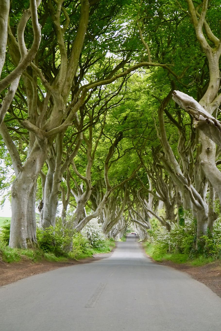 pathway between trees, ireland, the dark hedges, beech, trees, mystical, old, avenue, nature, tree