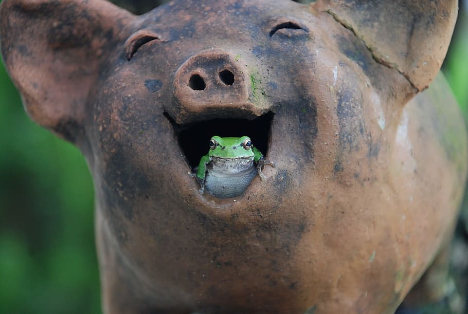 green, white, frog, brown, ceramic, pig mouth figurine, daytime, tree frogs, pig, laughter