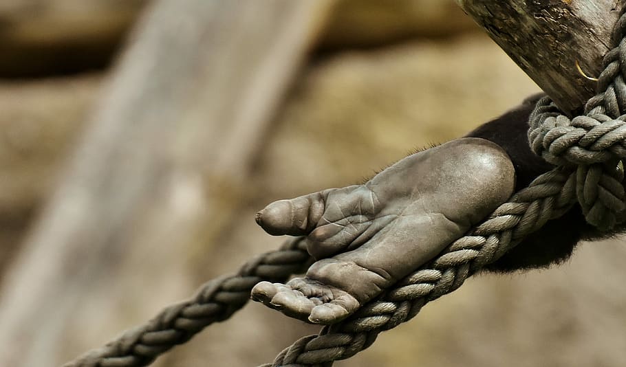 selective, focus photography, hand, wrapped, rope, log, gorilla, monkey, foot, animal world