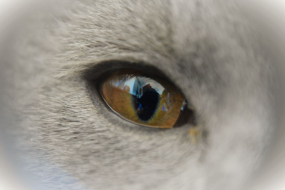 ojo, gato gris, temas animales, animal, un animal, percepción sensorial, ojo animal, vista, mascotas, parte del cuerpo animal