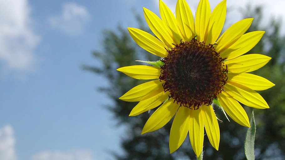 sunflower, summer, bloom, flower, yellow, plant, blue sky, sunlit, pretty, garden
