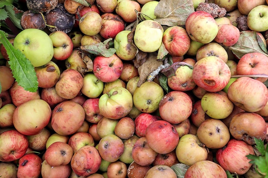 manzanas, podredumbre, mala, malcriada, muchas, hierba, tierra, madura, comida, comida y bebida