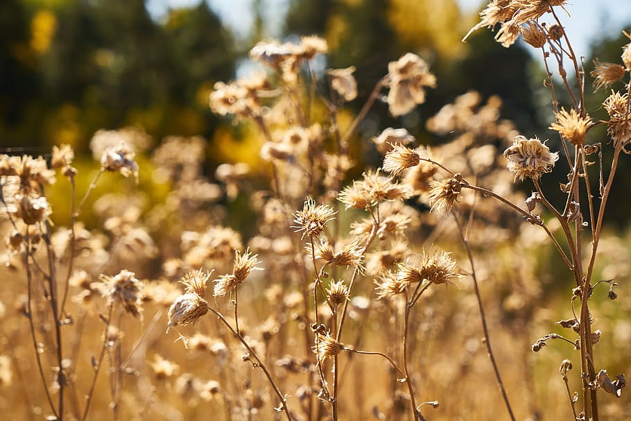 autumn, yellow, plant, dried up, dea, ot, forest, day, macro, nature