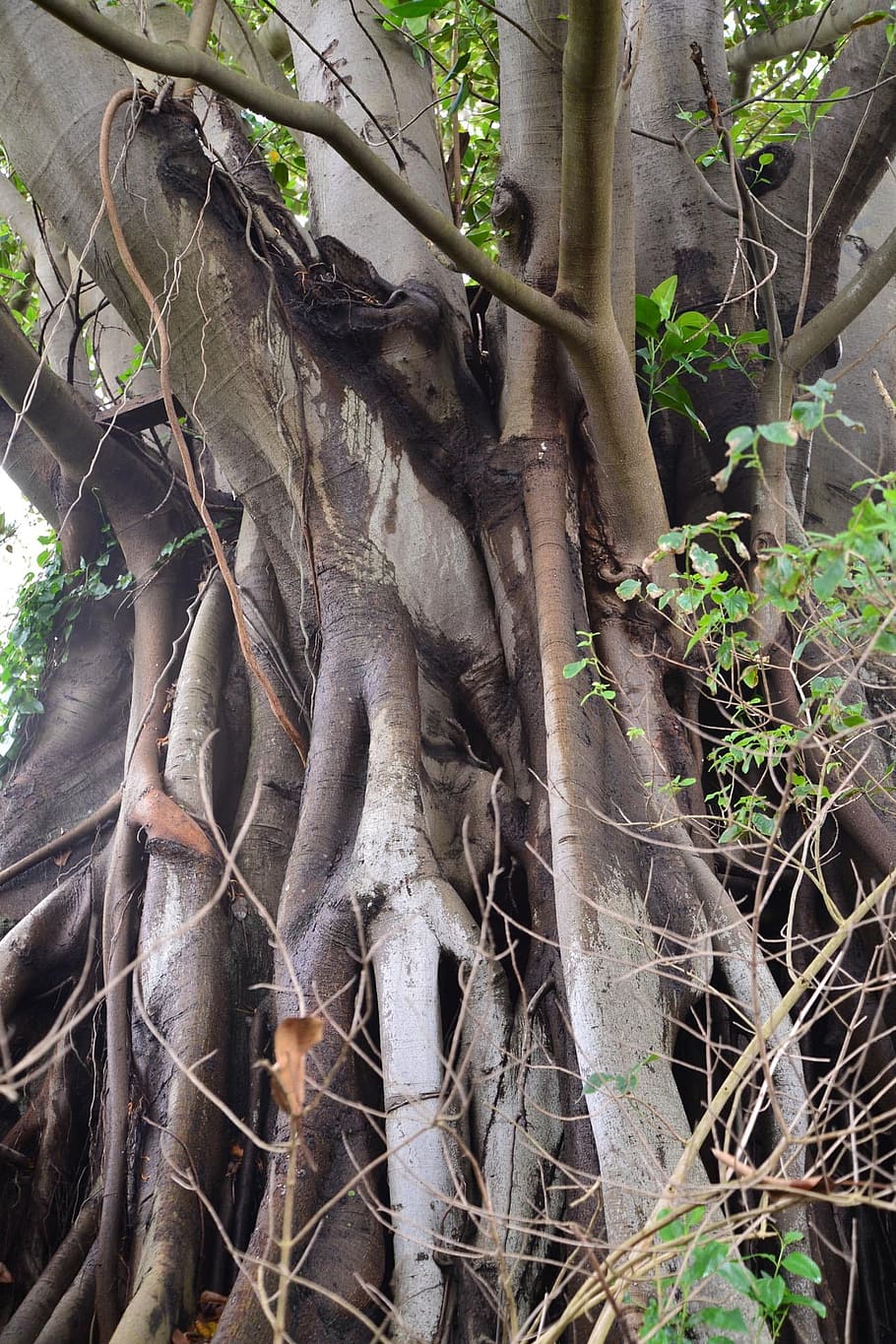 Fig Tree, Sydney, Australia, Akar, pohon, organik, pertanian, di luar ruangan, lingkungan, batang
