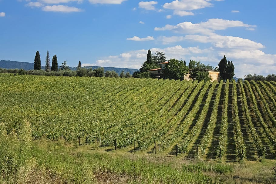 Toscana, Italia, Vine, Grape, Field, tuscany, eropa, pariwisata, tua, langit