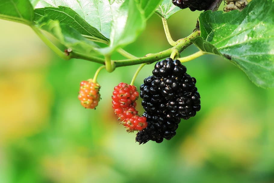 fruta, naturaleza, hoja, comida, baya, alimentación saludable, comida y bebida, frescura, crecimiento, parte de la planta
