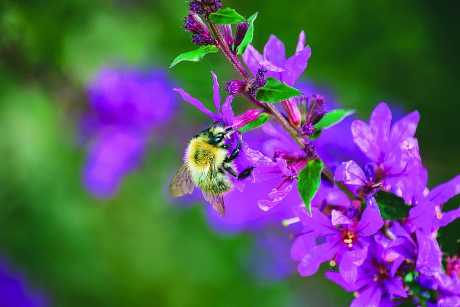 norfolk, flower, loosestrife flower, bumble bee, bee, nature, flowering plant, plant, beauty in nature, freshness