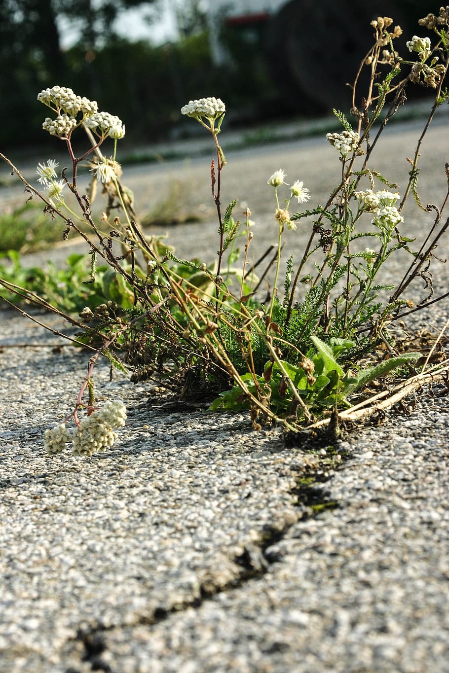 force of nature, plant, flower, asphalt, road, crack, green, grey, pattern, flora