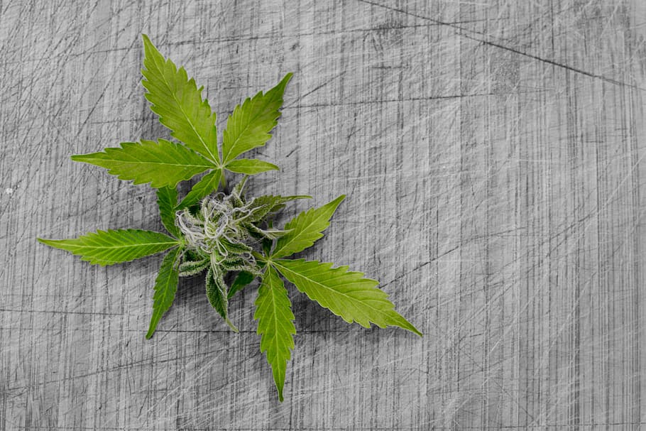 green, cannabis plant, gray, surface, leaf, nature, flora, cannabis, desktop, marijuana
