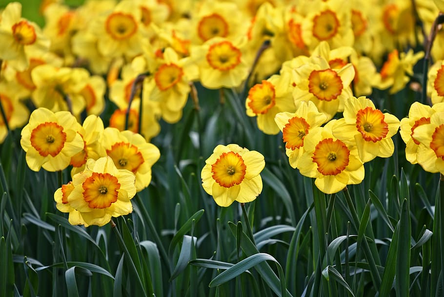 yellow, petal flower field, daffodil, flower, plant, bulbous, blooming, springbloom, spring flower, spring