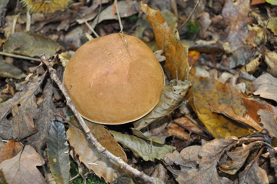 boletus, cep, collection, wood, forest, fall, fungus, undergrowth, nature, trees