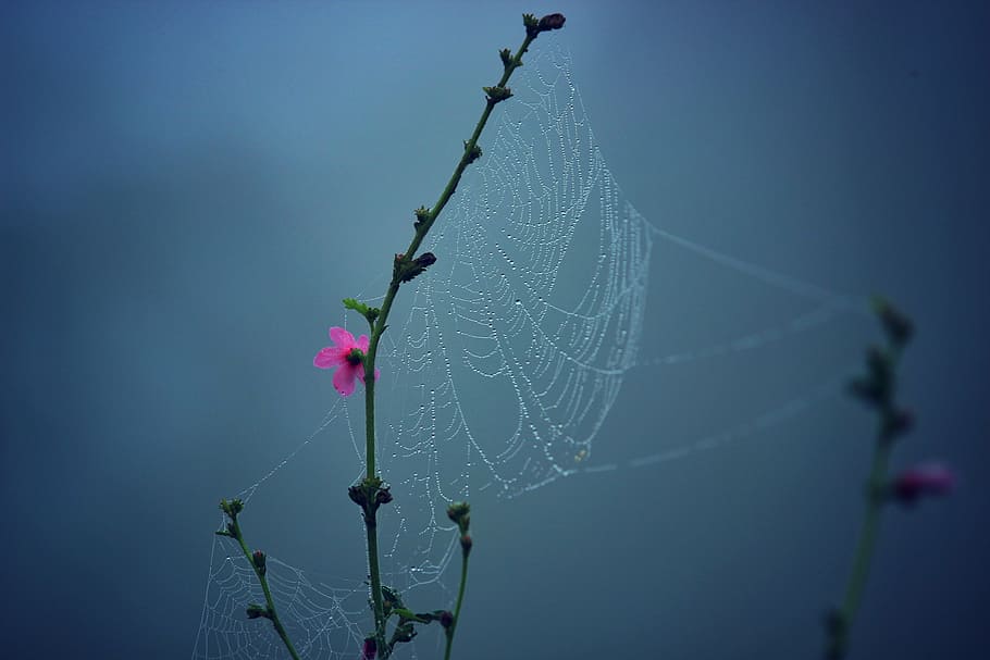 spiderweb on plant, macro, photography, spider, web, dew, drops, flower, stem, nature