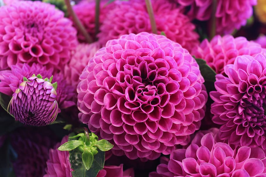 pink dahlia flowers, fuchsia, plant, floral, bloom, blossom, colorful, vibrant, pink color, flower