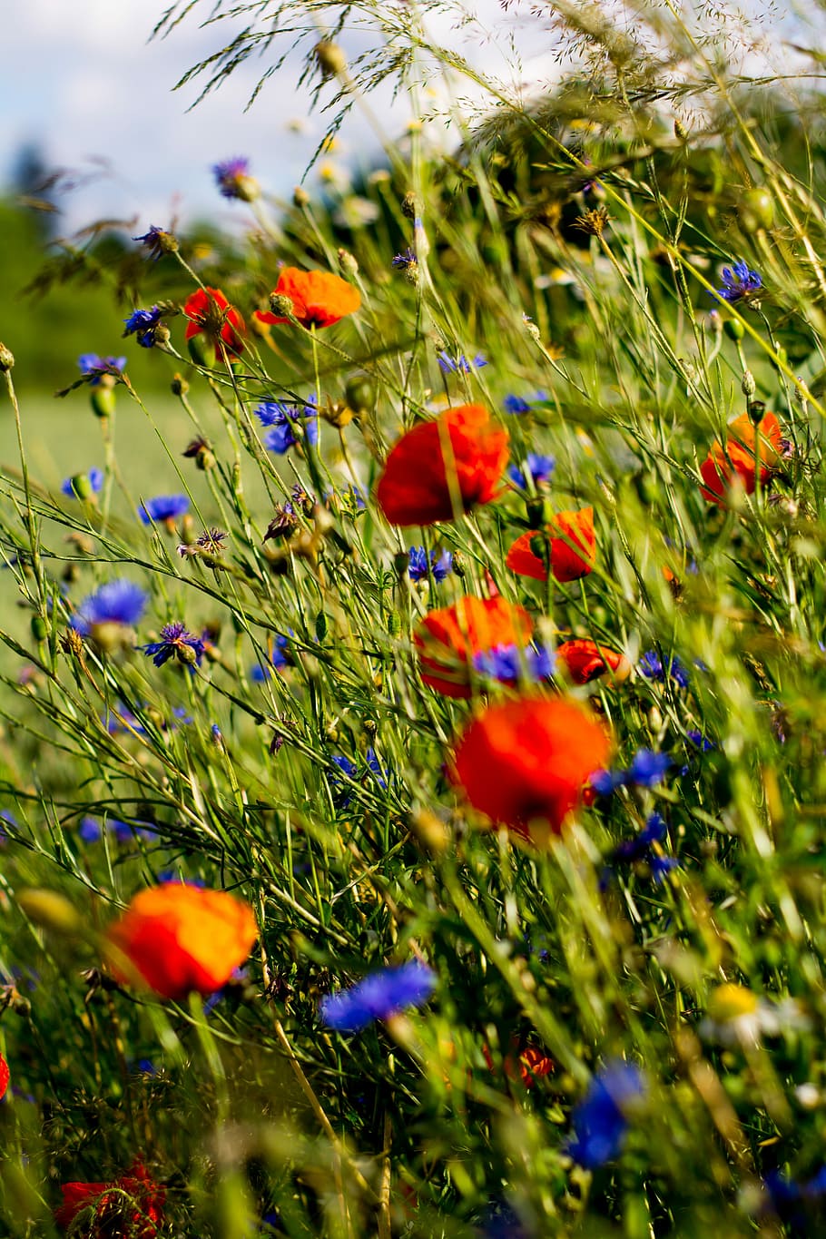 Poppies, Charby, Flowers, Meadow, Spring, garden, cornflowers, meadows, flora, red