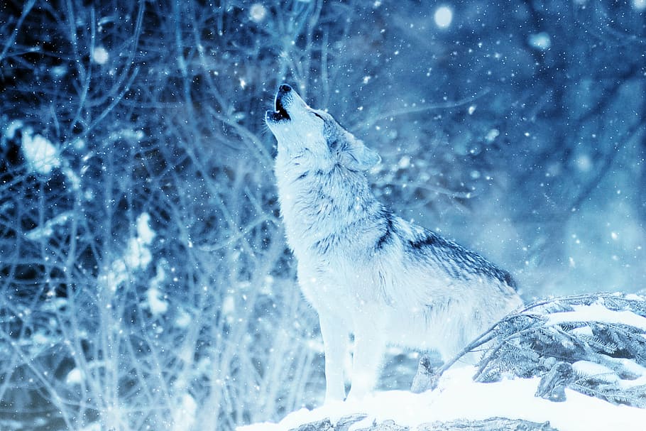 time lapse photo, howling, wolf, stone, howl, animal, snow, art, vintage, winter