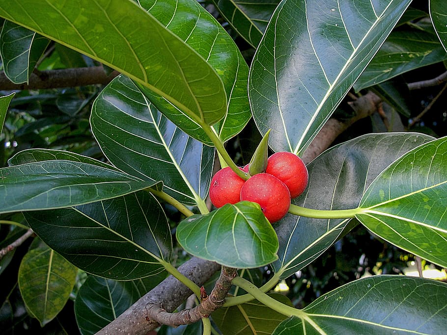 Rubber, Seeds, Tree, Fruit, Giant, Ficus, giant ficus, leaf, red, food