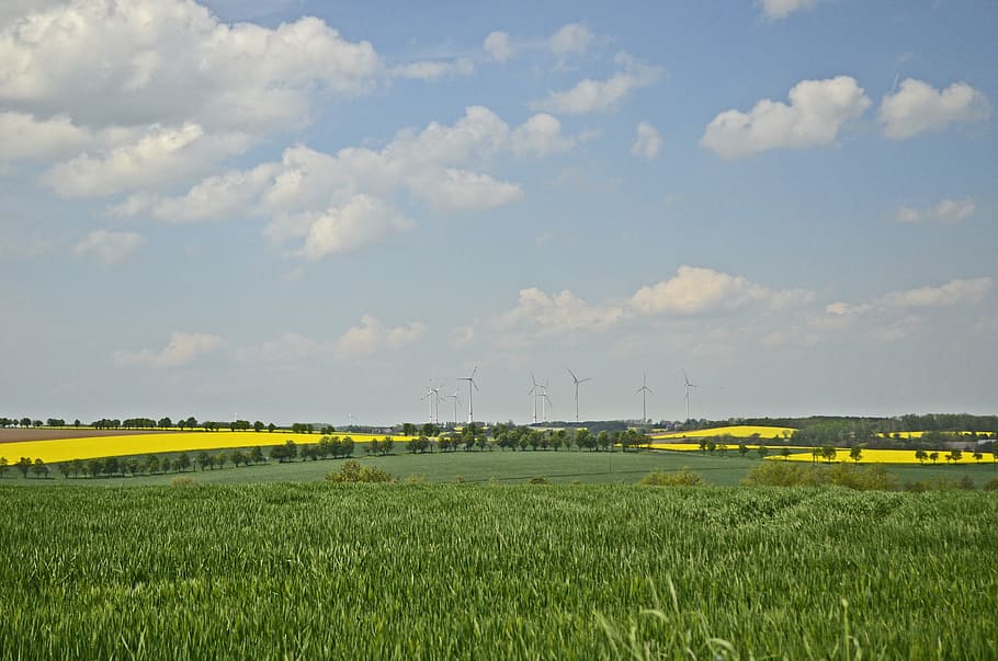 fields, reported, oilseed rape, nature, landscape, summer, green, summer sky, clouds, field