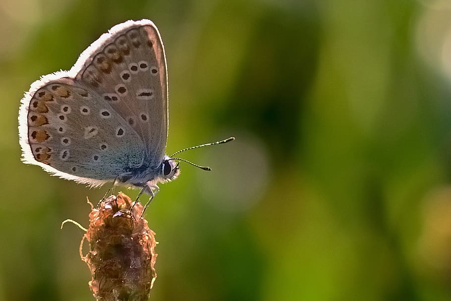 kupu-kupu, biru biasa, close up, matahari pagi, panas, tema hewan, satwa liar hewan, serangga, invertebrata, hewan