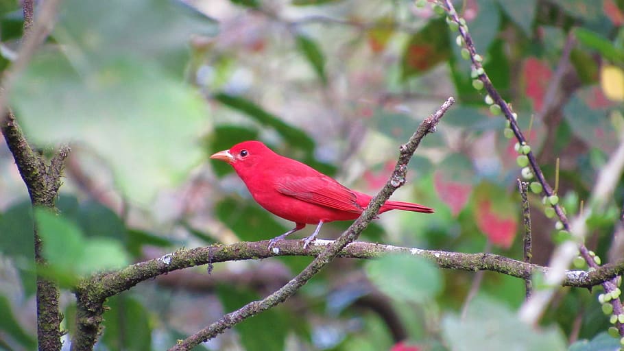 ave, tropical, costa rica, red, nature, colorful, peak, bird, animal themes, animal