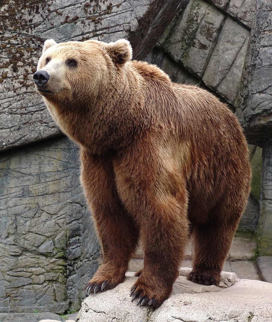 coklat beruang grizzly, beruang, hewan, margasatwa, liar, zoologi, mamalia, spesies, hutan belantara, lingkungan