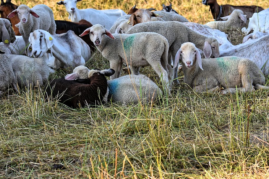 ovelha, cabras, cordeiro, fazenda, animal, lã, pasto, grama, rural, fofo