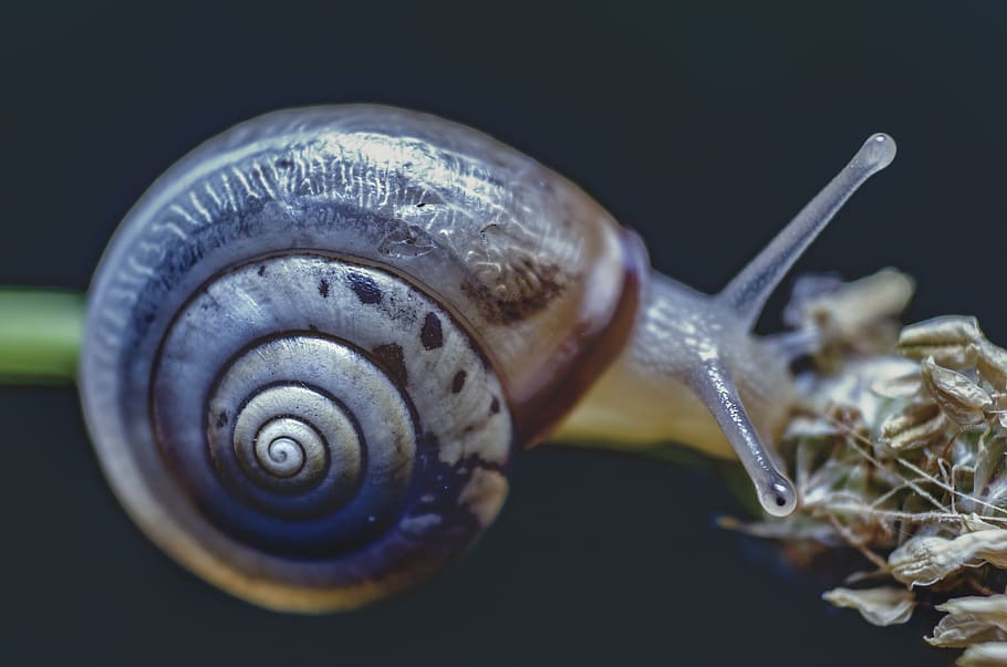 snail, animal, nature, macro, snail shell, spiral, molluscs, mollusk, animal wildlife, gastropod