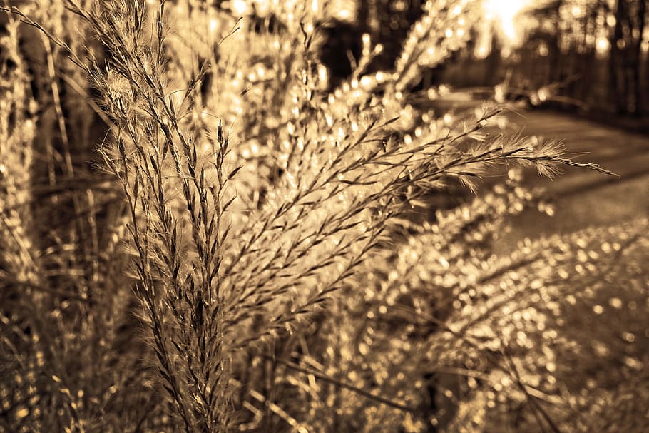 close-up photography, brown, plant, golden, hour, pampas grass, flower, plume, fluffy, soft