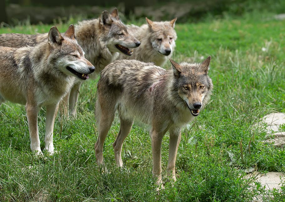 wolves, wolf, pack, predator, animal, nature, animal world, mammal, carnivores, fur