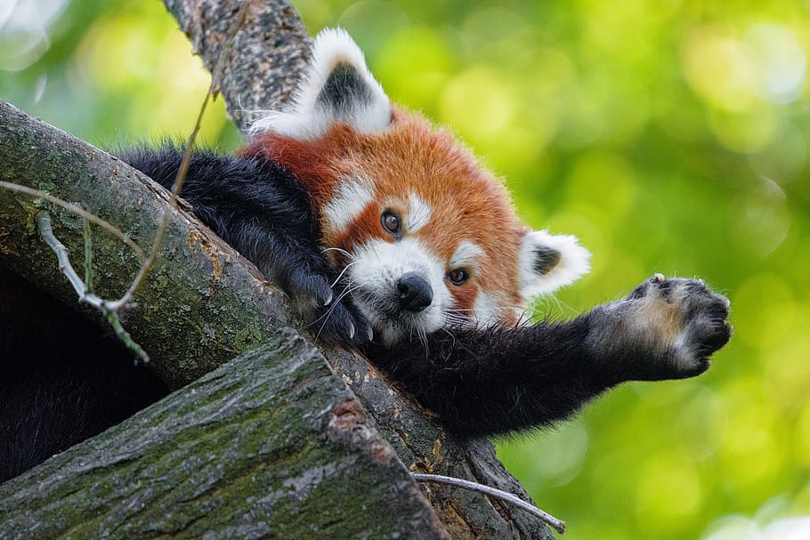 Red Panda, animal, log, animal themes, one animal, mammal, animal wildlife, tree, animals in the wild, panda - animal