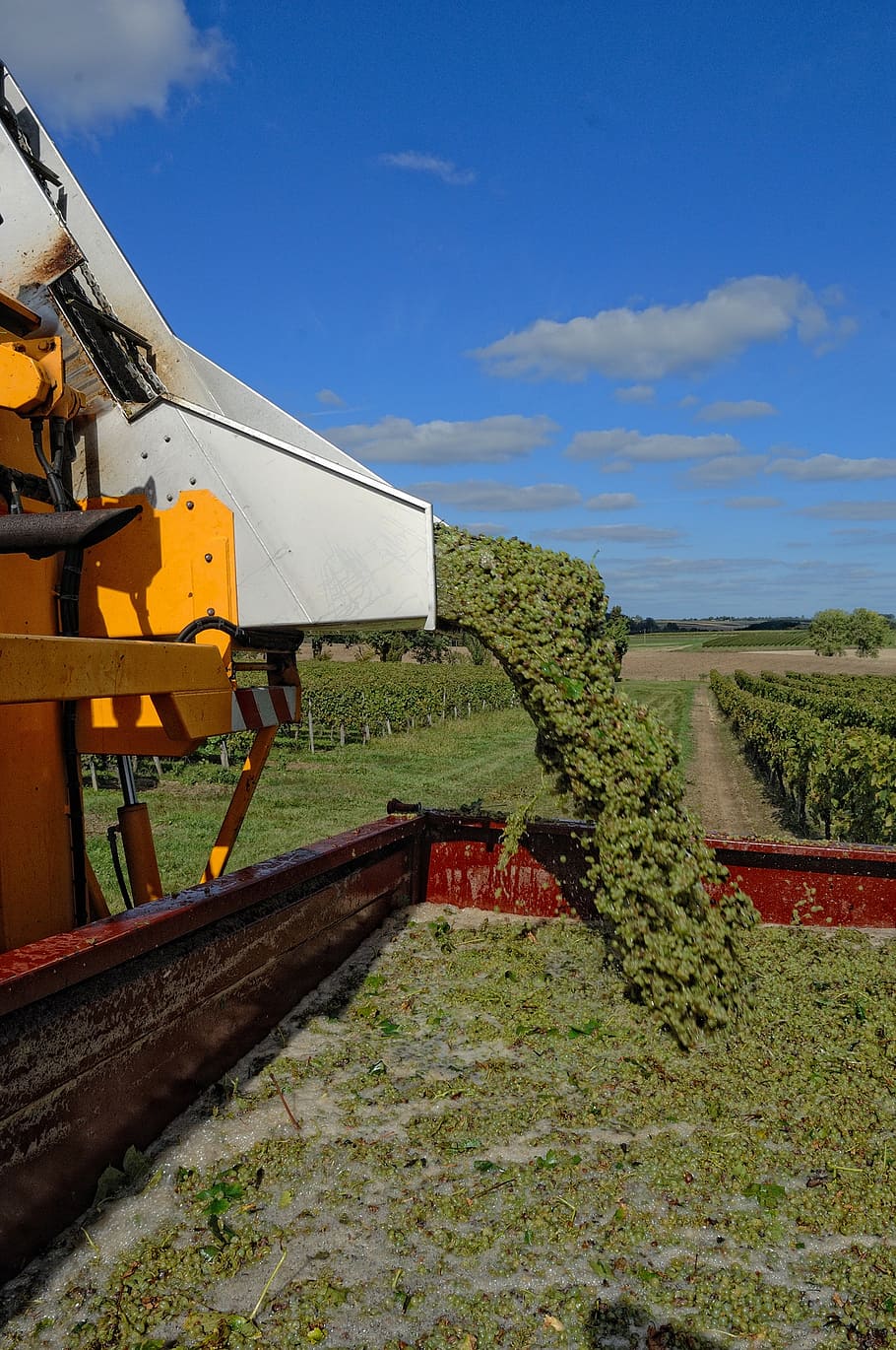 harvest, vines, agriculture, viticulture, grape harvesting machine, tractor, agricultural machinery, rural, cognac, wine
