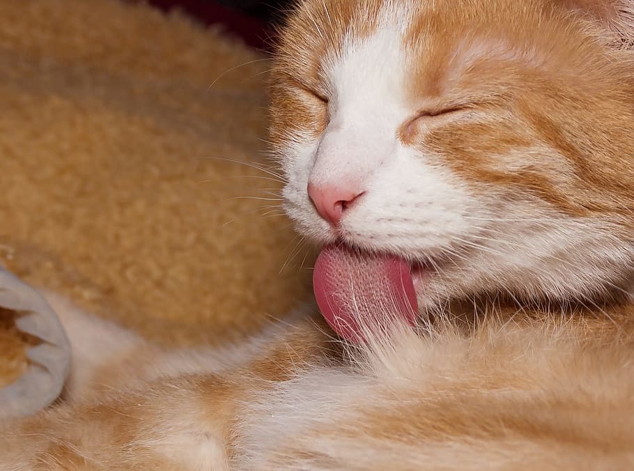 cat, fur, tongue, care, clean, red, white, red white, fur care, cat tongue