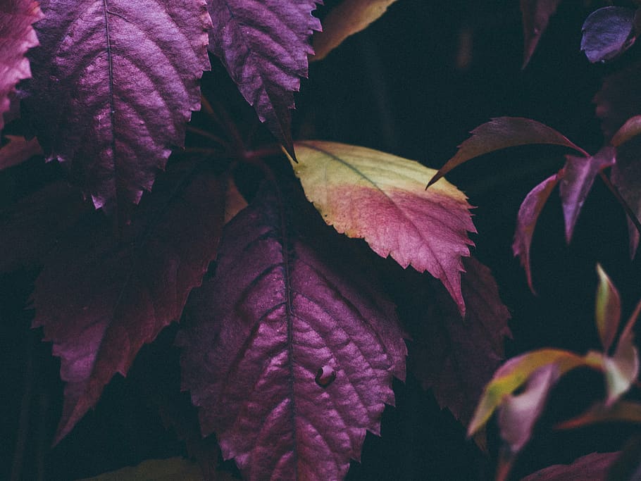 selective, focus photography, purple, yellow, leafed, plant, green, leaves, plants, trees