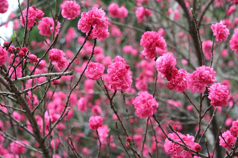 自然 春 花 ピンク 木 植物学 背景 植物 開花植物 ピンク色 Pxfuel
