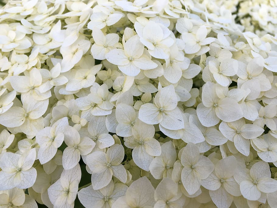 hydrangea, white hydrangea, closeup, garden, garden flowers, flowers, full frame, flower, backgrounds, freshness