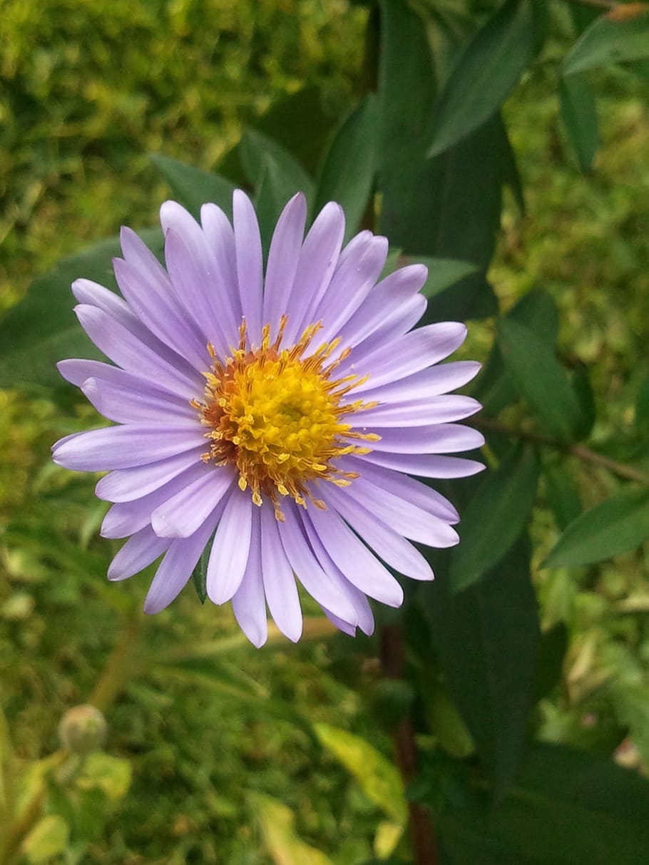 aster, wild flower, yellow, blossom, bloom, nature, violet, pink, summer, plant