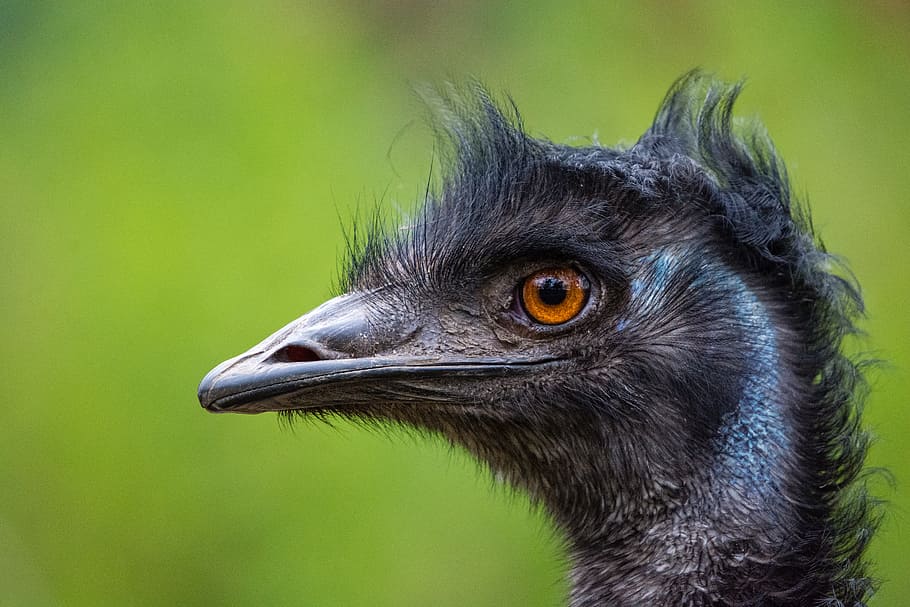 Emu, black bird, one animal, vertebrate, animal, bird, animal themes, close-up, animals in the wild, animal body part