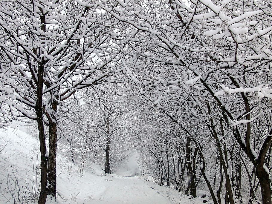 pathway, covered, Winter, Snow, Road, Trees, White, road to nowhere, nature, tree
