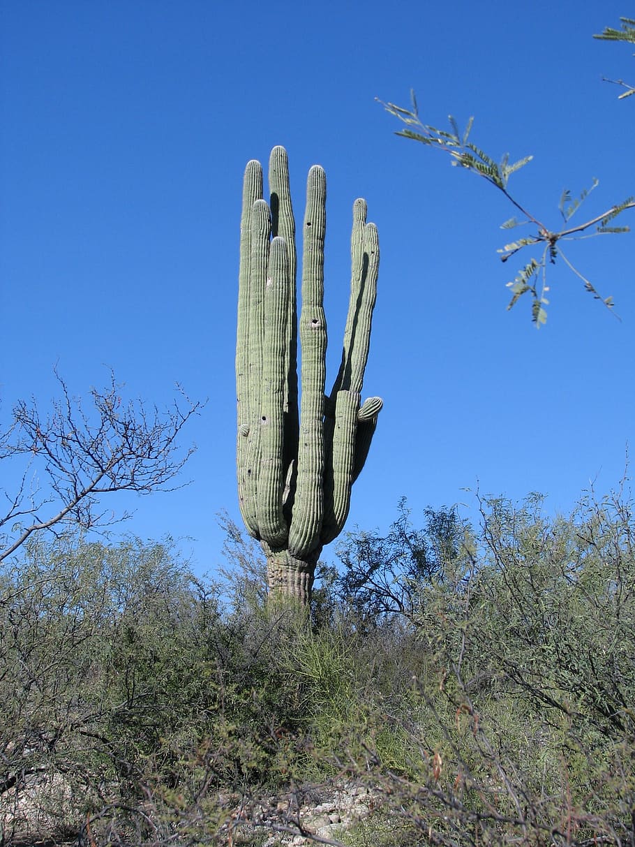 cactus, arizona, desert, southwest, nature, landscape, southwestern, cacti, plant, succulent plant