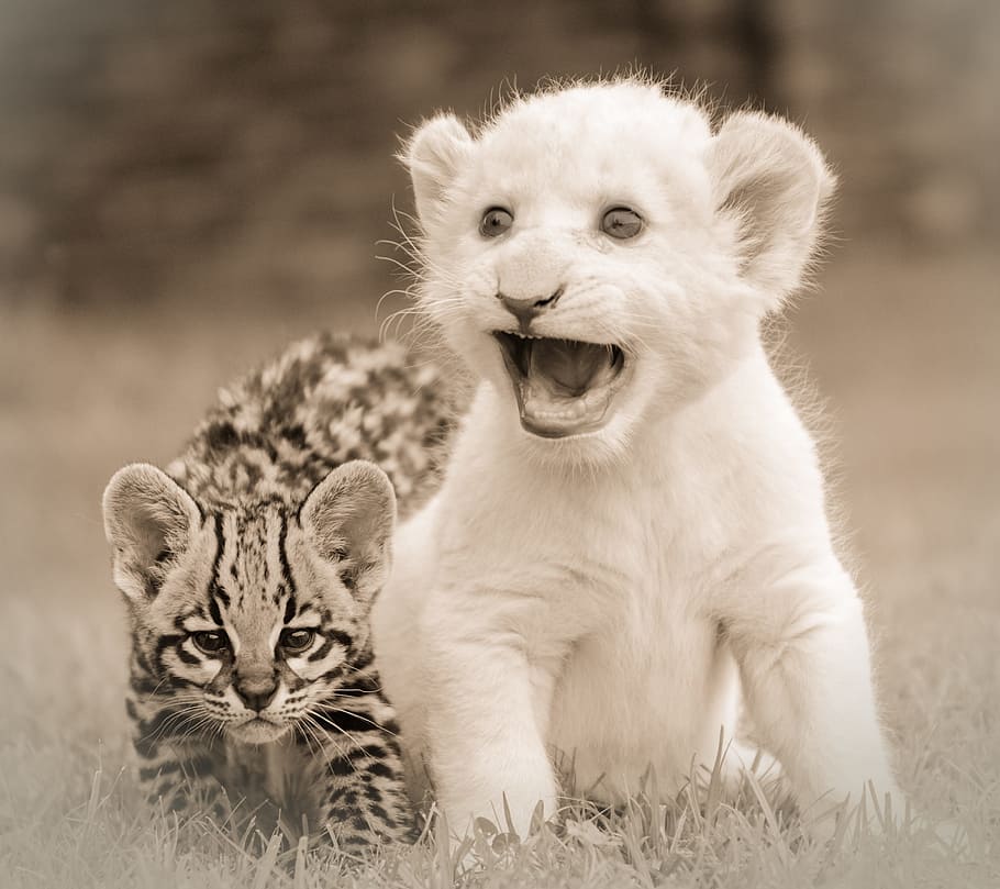 two, lion, leopard cubs, friends, friendship, lion cub, ocelot, bond, relationship, white